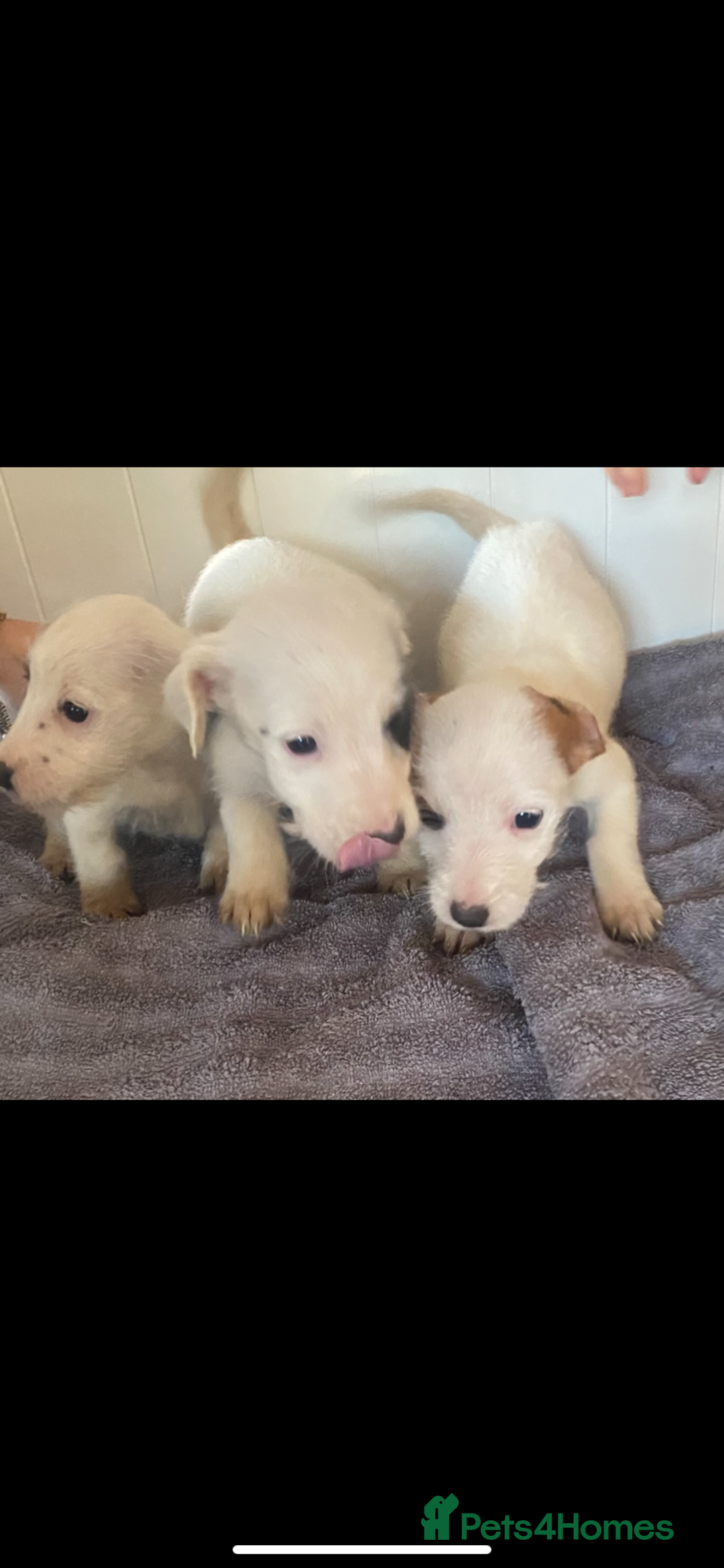 Jack Russell dogs for sale: 3 Jack Russel puppies  - Advert 3