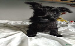 Scottish Terrier dogs for sale: Gorgeous Scottish boy available  - Image 9