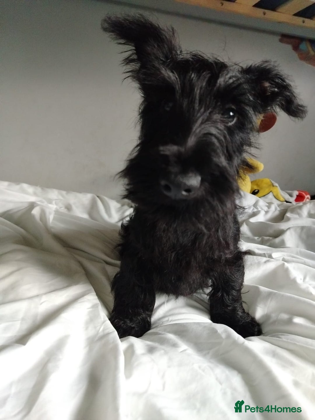 Scottish Terrier dogs for sale: Gorgeous Scottish boy available  - Image 9