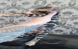 Bengal cats for sale: Pedigree Bengal Kittens - Image 11