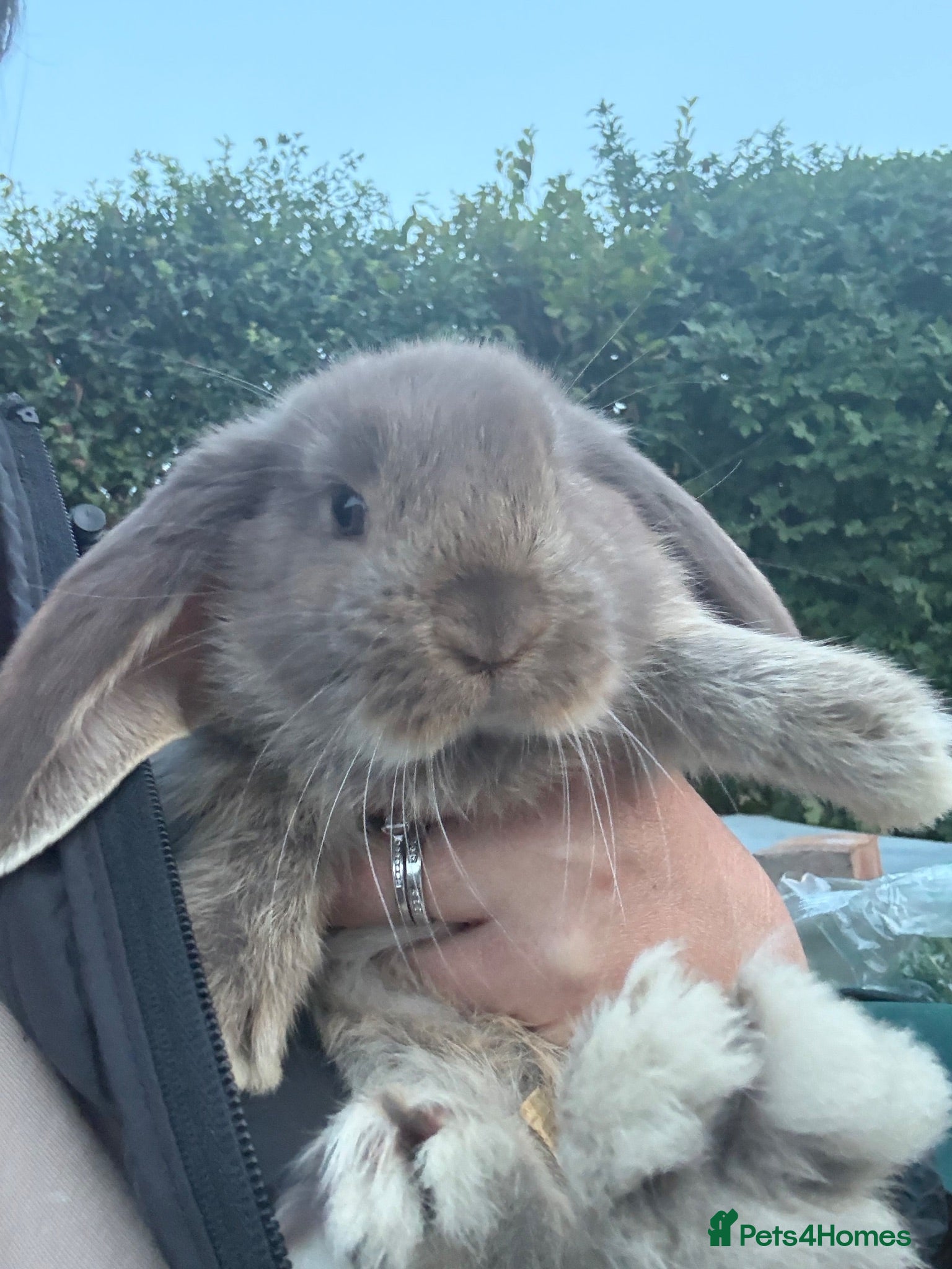 French Lop rabbits 💕Stunning pure bred French lops 💕 - Advert 13