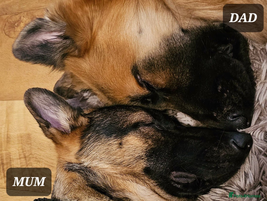 German Shepherd dogs for sale: German Shepherd Puppies - Advert 5