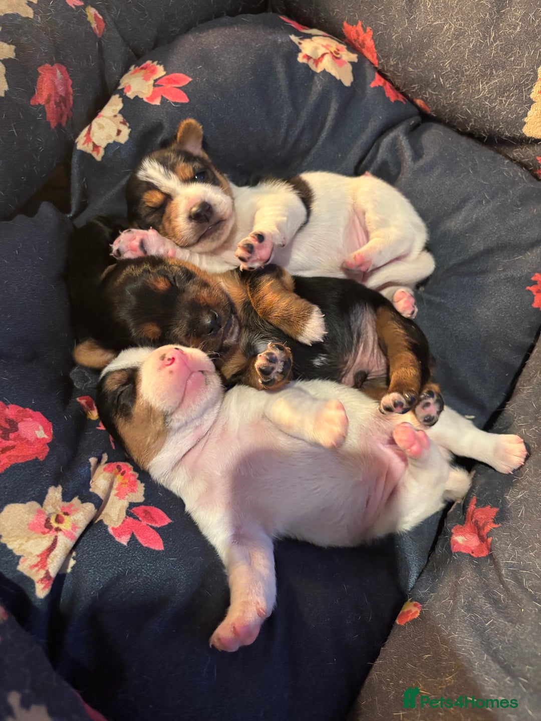 Jack Russell dogs for sale: Jack Russell terrier Pups!  - Advert 12