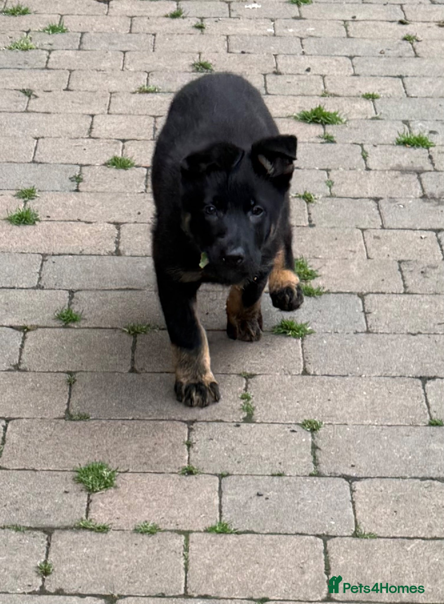 German Shepherd dogs KC Reg Working Line GSD REDUCED £1500 - Advert 2