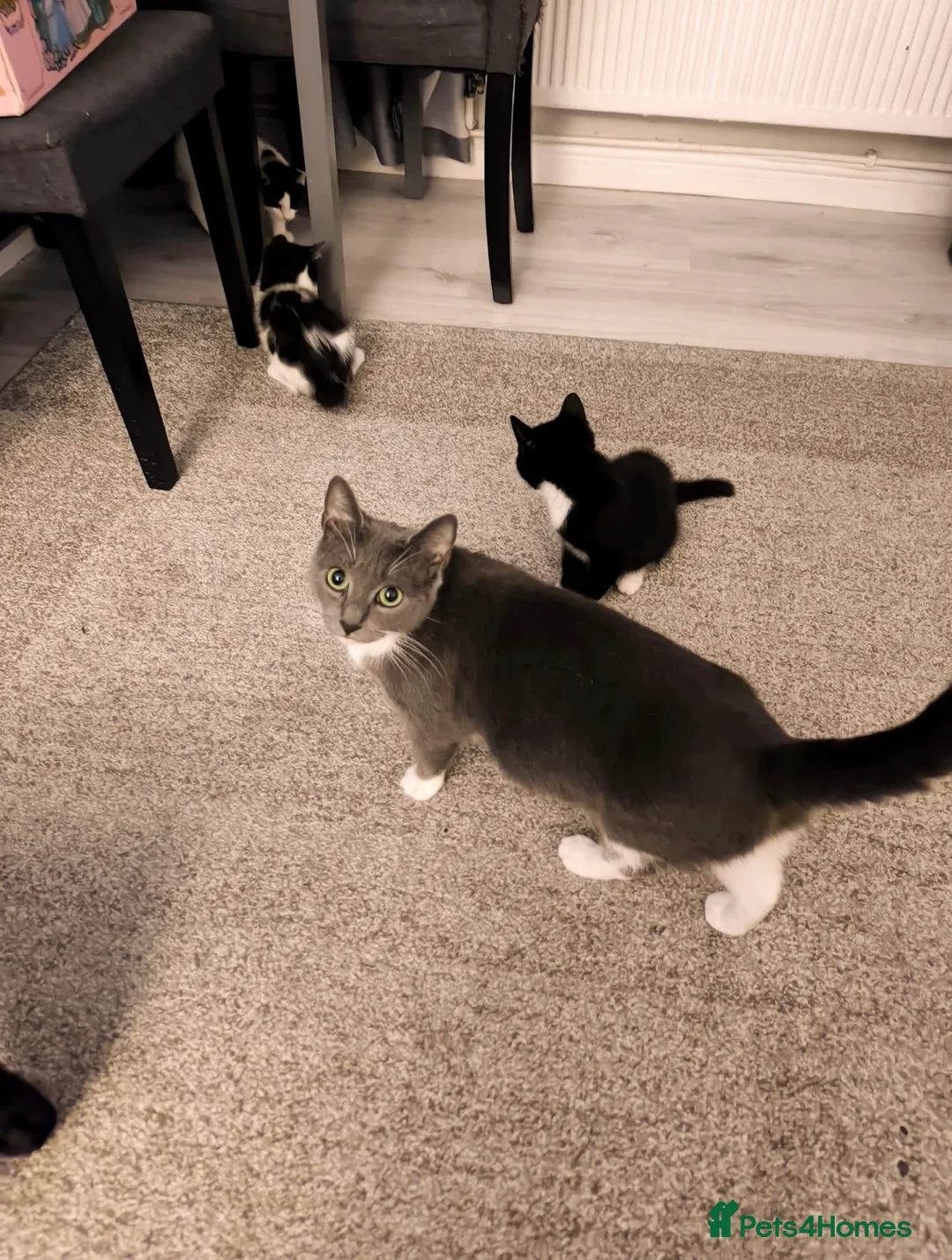 Mixed Breed cats for sale: Cute kittens  - Advert 10