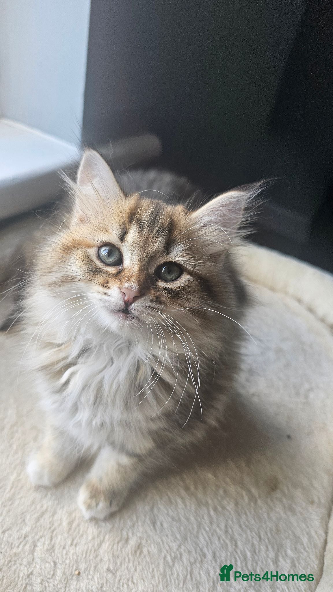Siberian cats Purebred Siberian Kittens Ready to leave!  - Advert 17