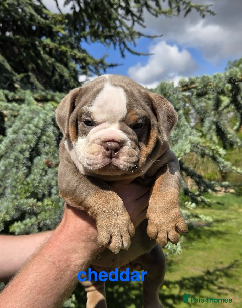Olde English Bulldogge dogs RAINBOW OLD ENGLISH LITTER !!! - Advert 3