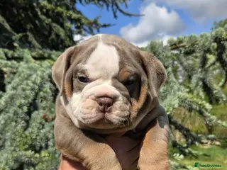 Olde English Bulldogge dogs RAINBOW OLD ENGLISH LITTER !!! - Advert 3