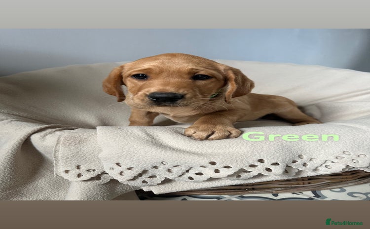 Labrador Retriever dogs - Advert 6