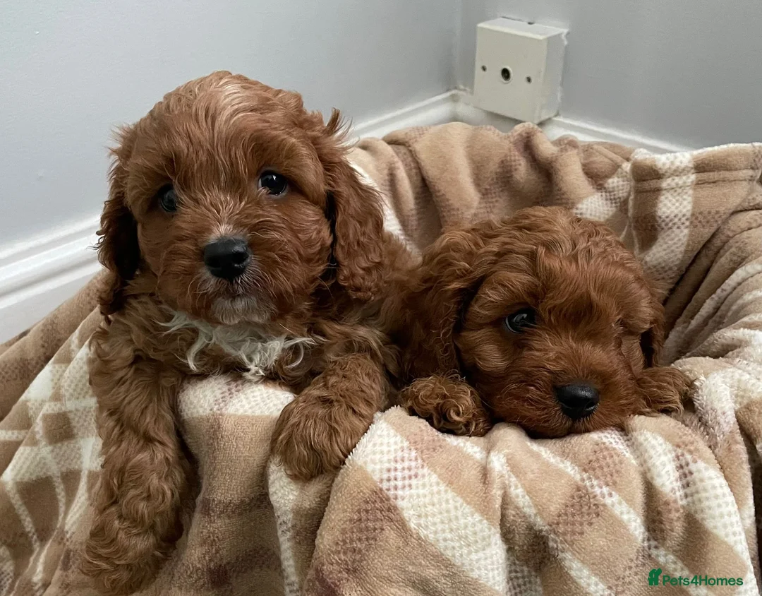 Cavapoo dogs for sale: ⭐️fully health clear stunning cavapoos⭐️ in Staines - Advert 1