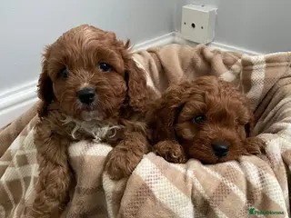 Cavapoo dogs ⭐️fully health clear stunning cavapoos⭐️ in Staines - Advert 3