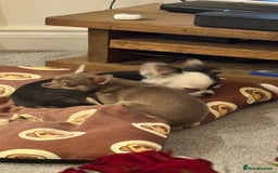 Chihuahua dogs for sale: Little girl available soon  - Image 7