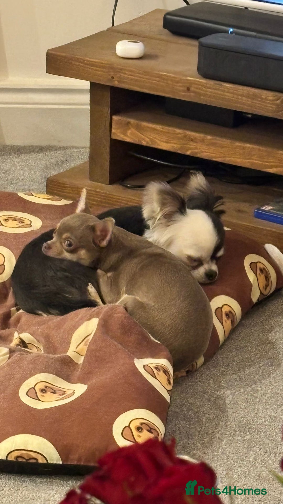 Chihuahua dogs for sale: Little girl available soon  - Image 7