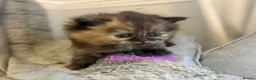 Persian cats for sale: **SOLD** Stunning litter of five female Perdolls - Advert 10