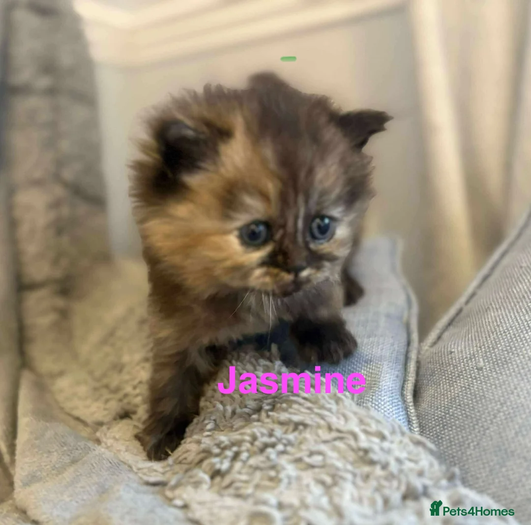 Persian cats for sale: **SOLD** Stunning litter of five female Perdolls - Advert 10