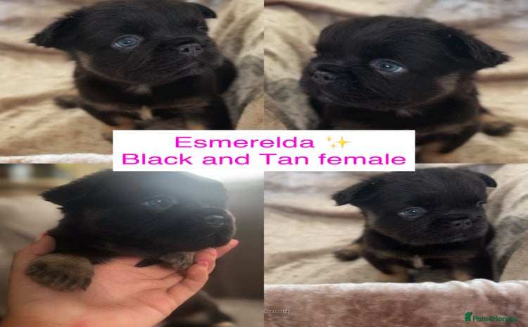 French Bulldog dogs - Advert 4