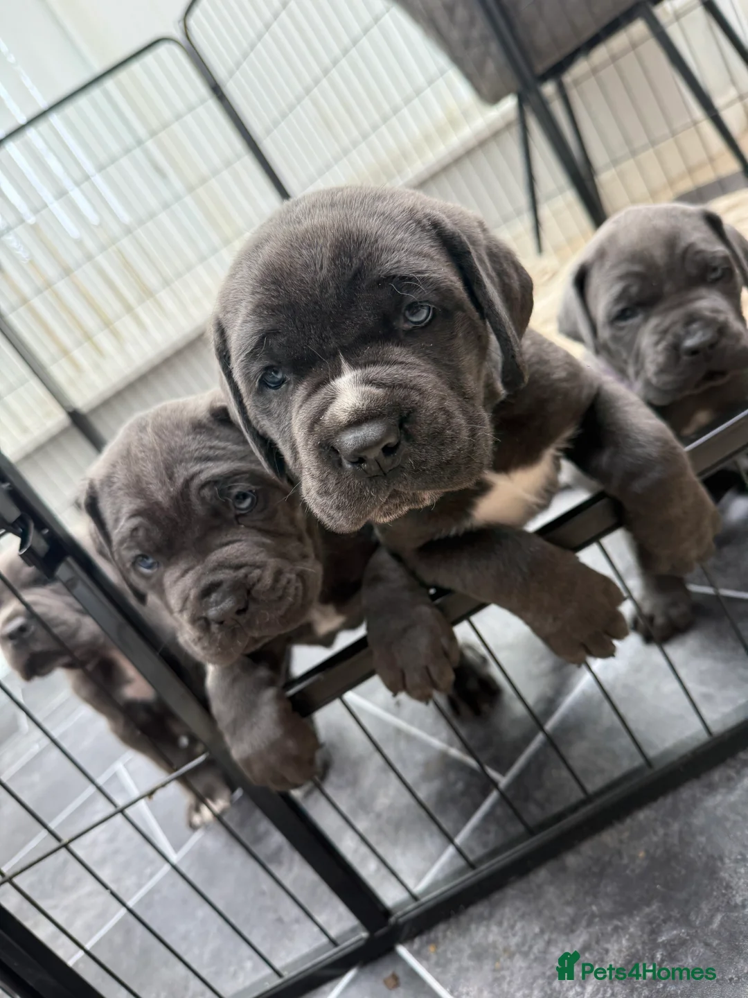 Cane Corso dogs for sale: Cane Corso puppies looking for their forever homes - Advert 1