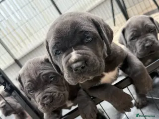 Cane Corso dogs Cane Corso puppies looking for their forever homes - Advert 3