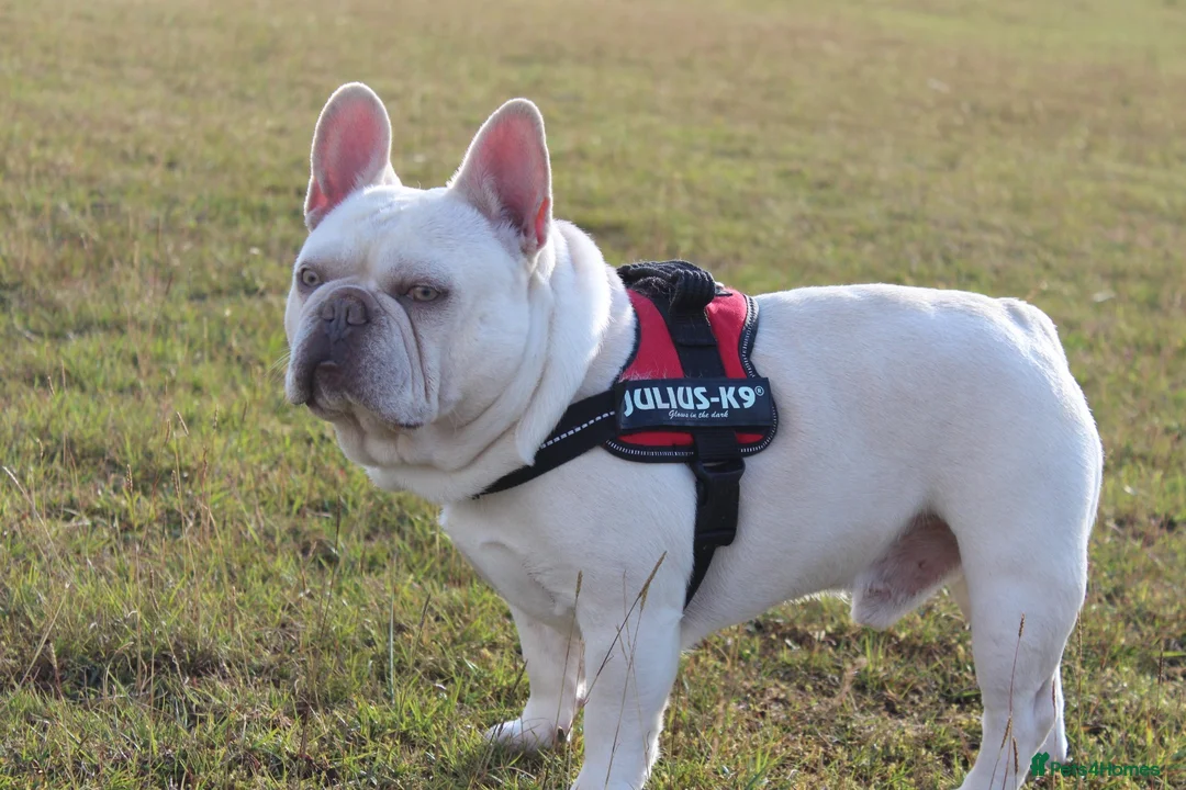 French Bulldog dogs for stud:  💥Amazing structure and quality! in Ebbw Vale - Advert 40