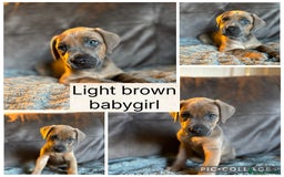Mixed Breed dogs for sale: Rhodesian Ridgeback x Cane Corso puppies for sale - Image 6