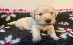 Goldador dogs for sale: 10x Family reared gorgeous Goldador Puppies - Image 4