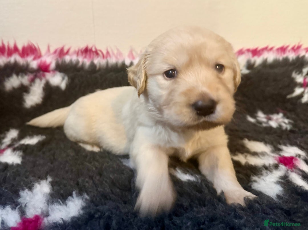 Goldador dogs for sale: 10x Family reared gorgeous Goldador Puppies - Image 4