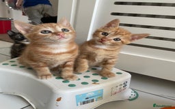 British Shorthair cats for sale: Gorgeous Kittens For Sale, Very Loving & Playful - Image 9