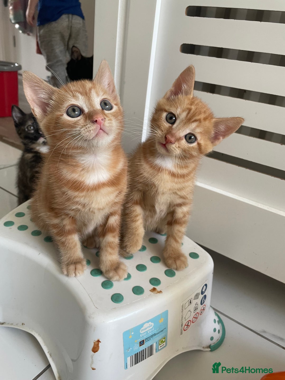 British Shorthair cats for sale: Gorgeous Kittens For Sale, Very Loving & Playful - Image 9