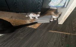 Mixed Breed cats for sale: Kitties - Image 10