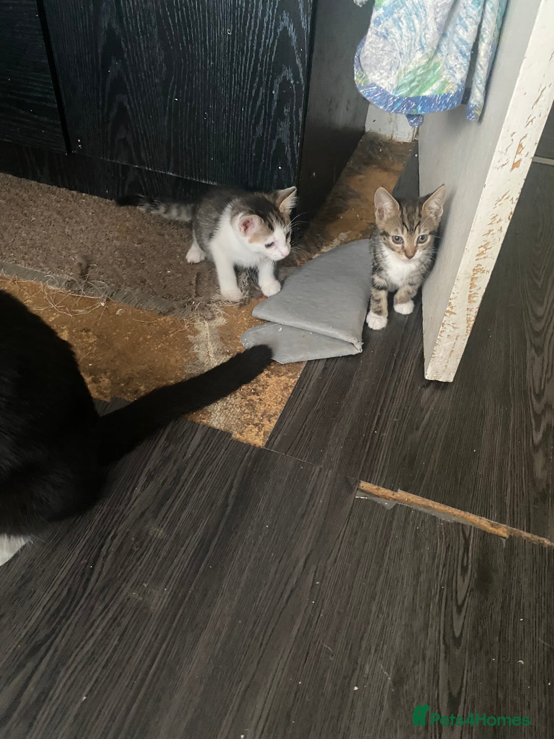 Mixed Breed cats for sale: Kitties - Image 10