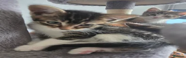 Mixed Breed 3