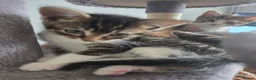 Mixed Breed cats for sale: Mixed litter of kittens  - Advert 3