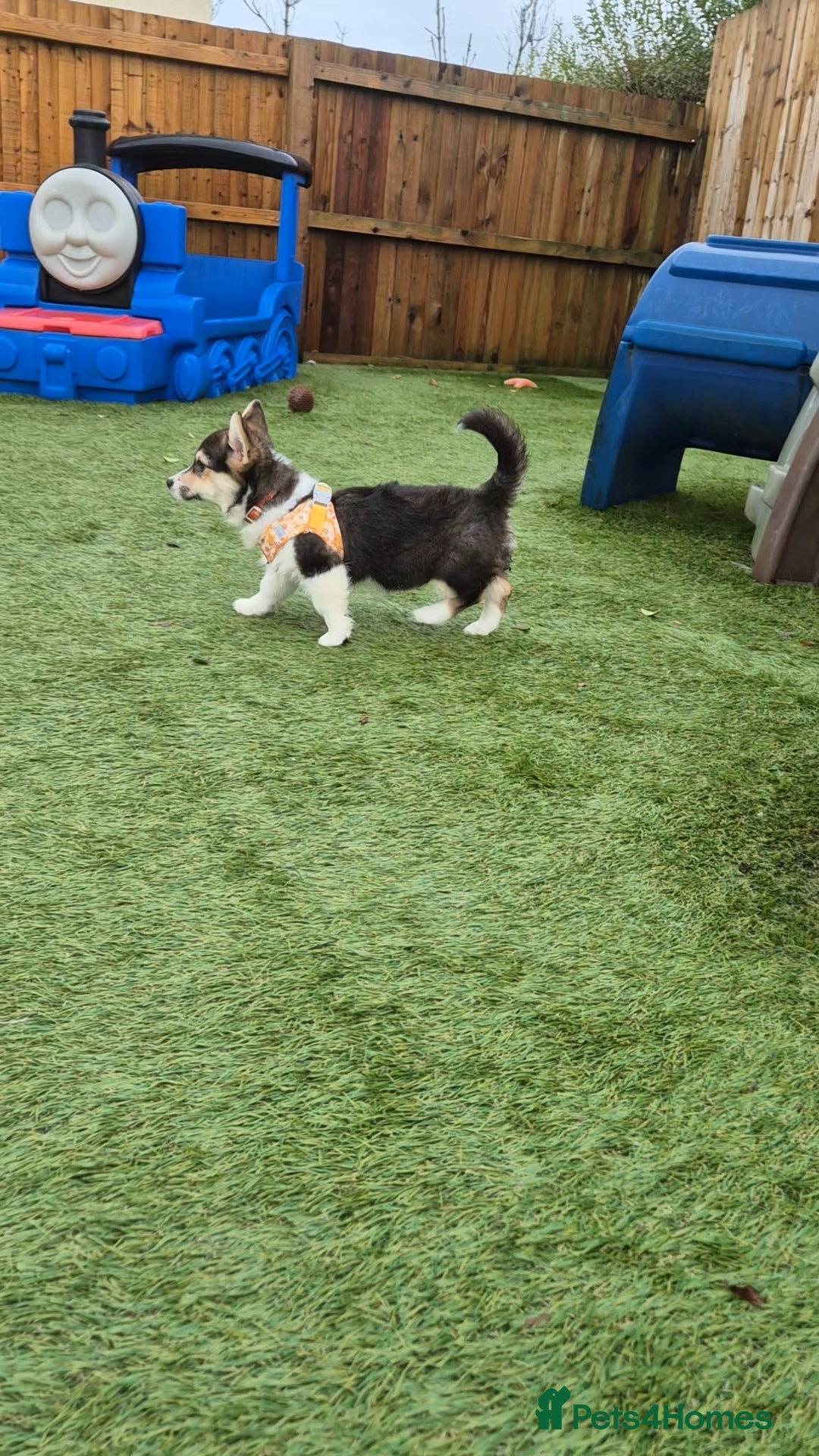 Welsh Corgi Pembroke dogs for sale: Kc reg Serbian lined female - Advert 4