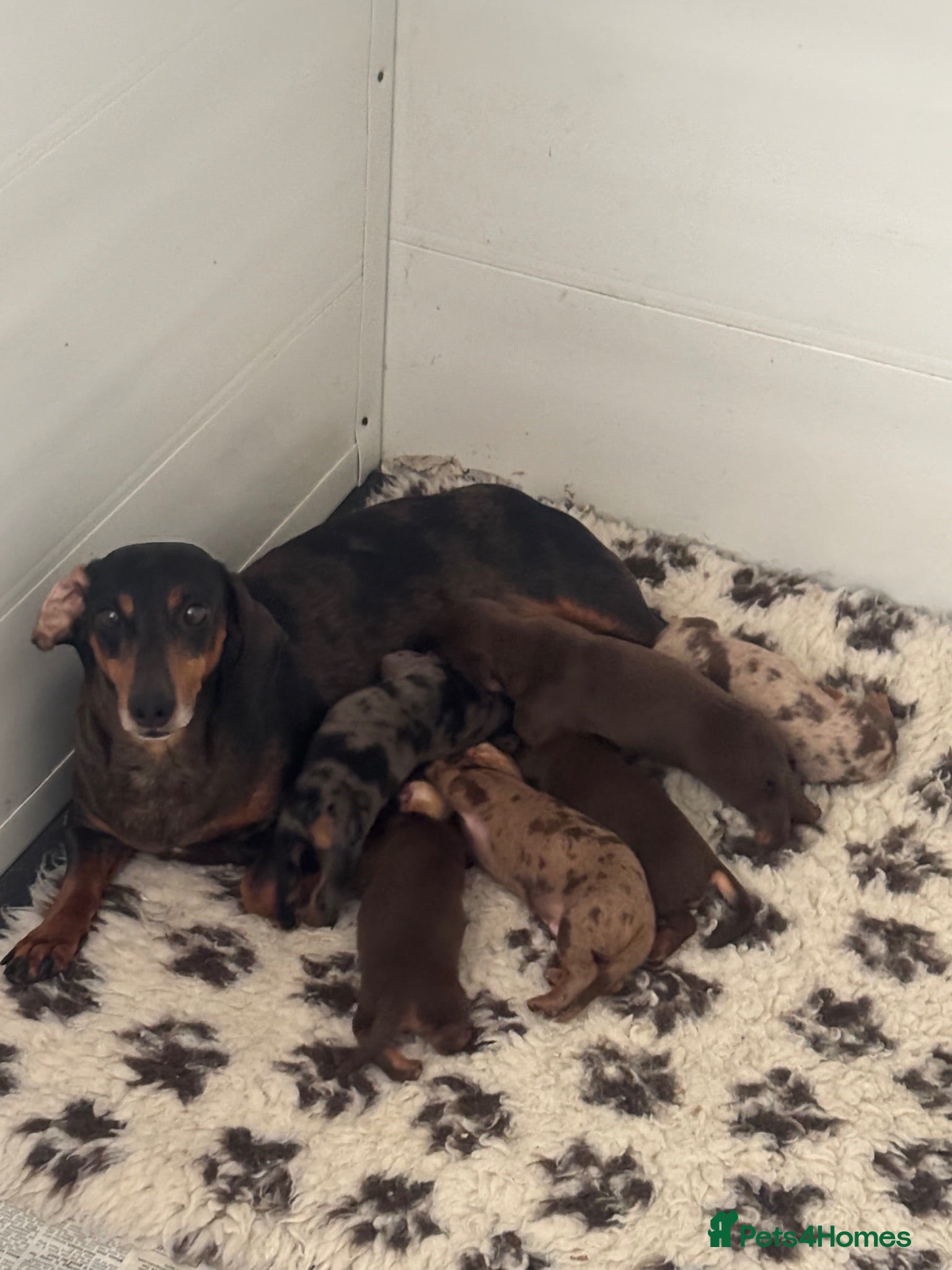 Dachshund dogs Beautiful litter of Dachshunds  - Advert 1