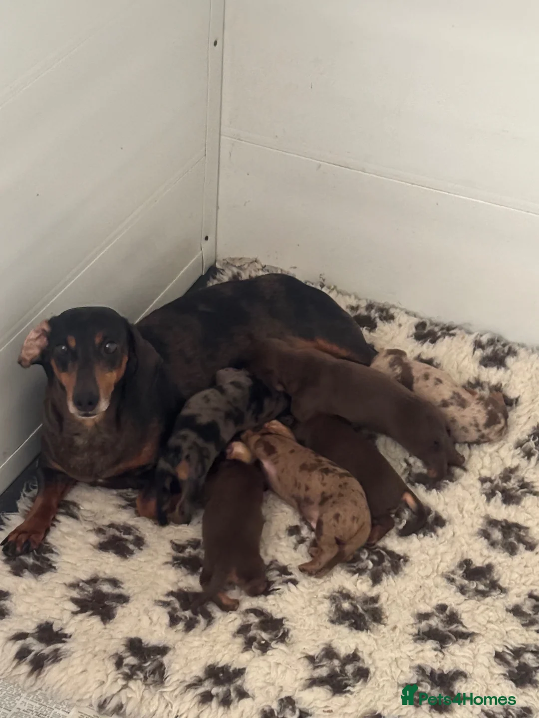 Dachshund dogs for sale: Beautiful litter of Dachshunds  - Advert 1