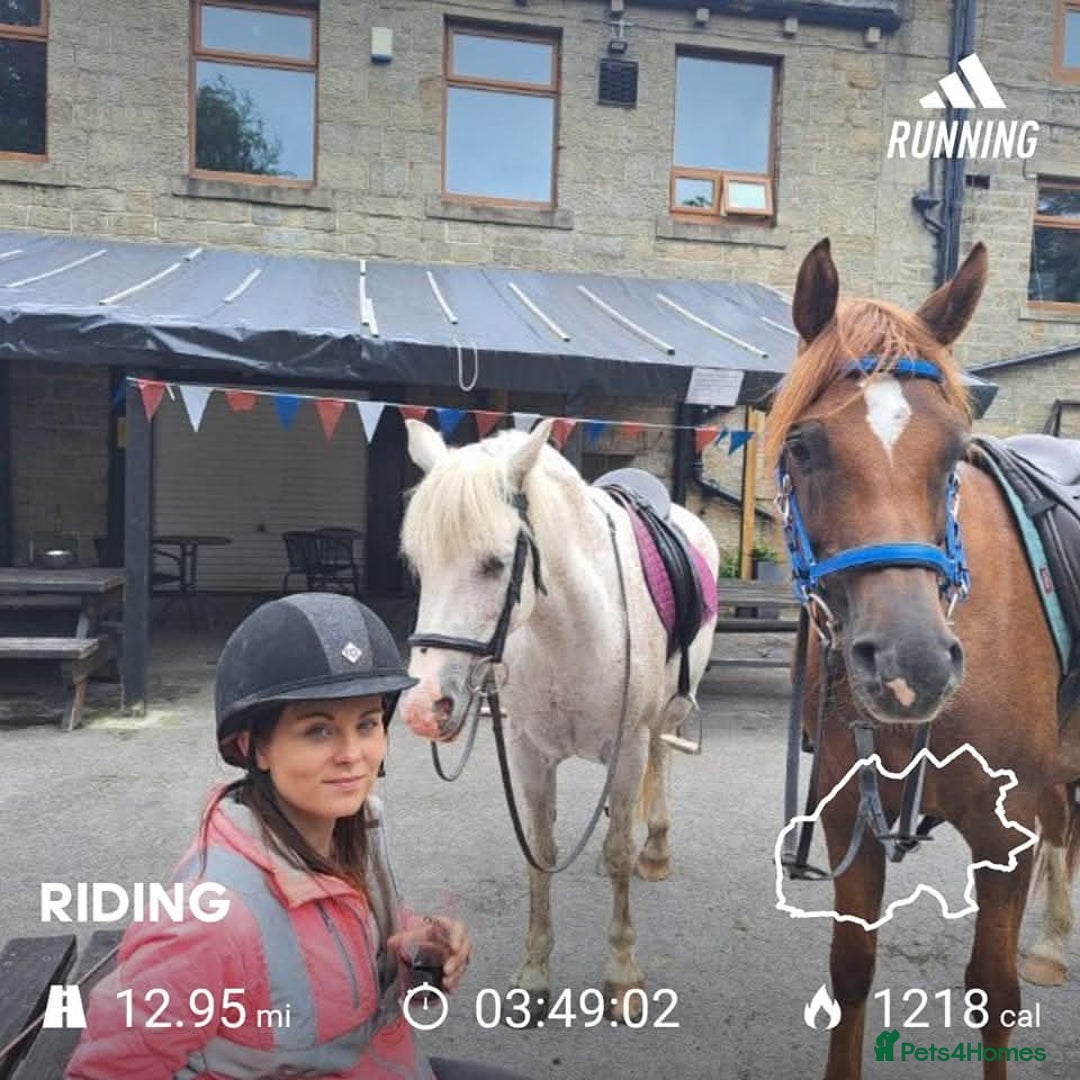Arabian horse horses for sale: 15hh Arab Gelding For Sale - Image 11