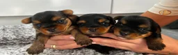 Yorkshire Terrier dogs for sale: Beautiful Yorkshire Terrier Puppies for Sale - Advert 4