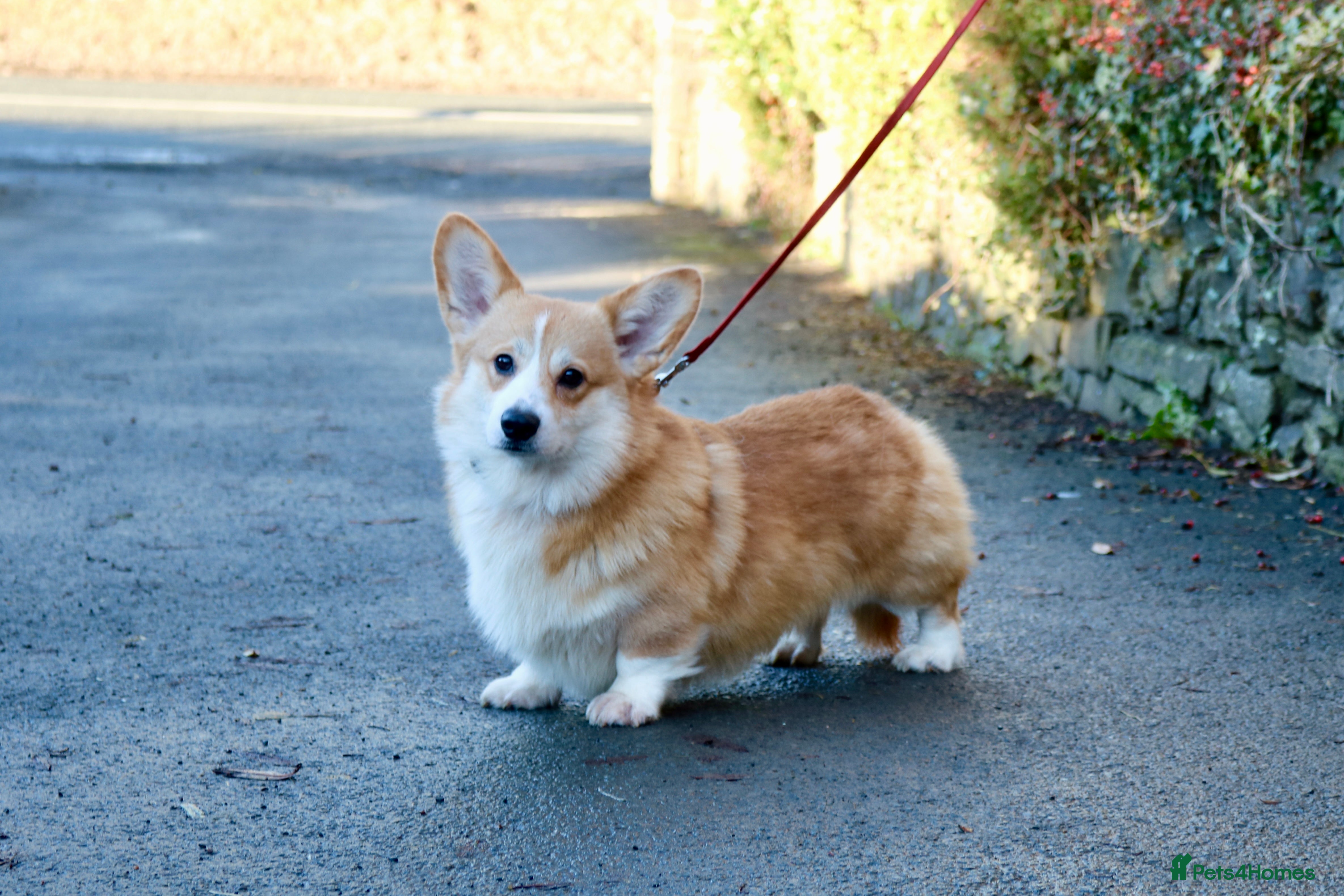 Welsh Corgi Pembroke dogs Health Tested Corgi Stud from Champion Parents in Llandysul - Advert 6