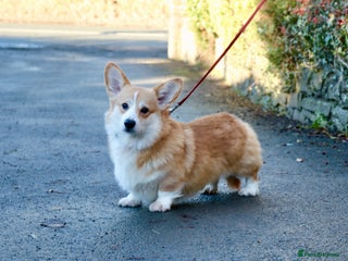 Welsh Corgi Pembroke dogs in Llandysul - Advert 4