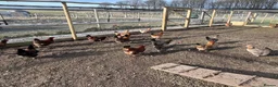 Chickens poultry for sale: Point of lay hens for sale - Advert 3