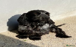 Cocker Spaniel dogs for sale: KC Registered Show Type Cocker Spaniel Pups - Image 5