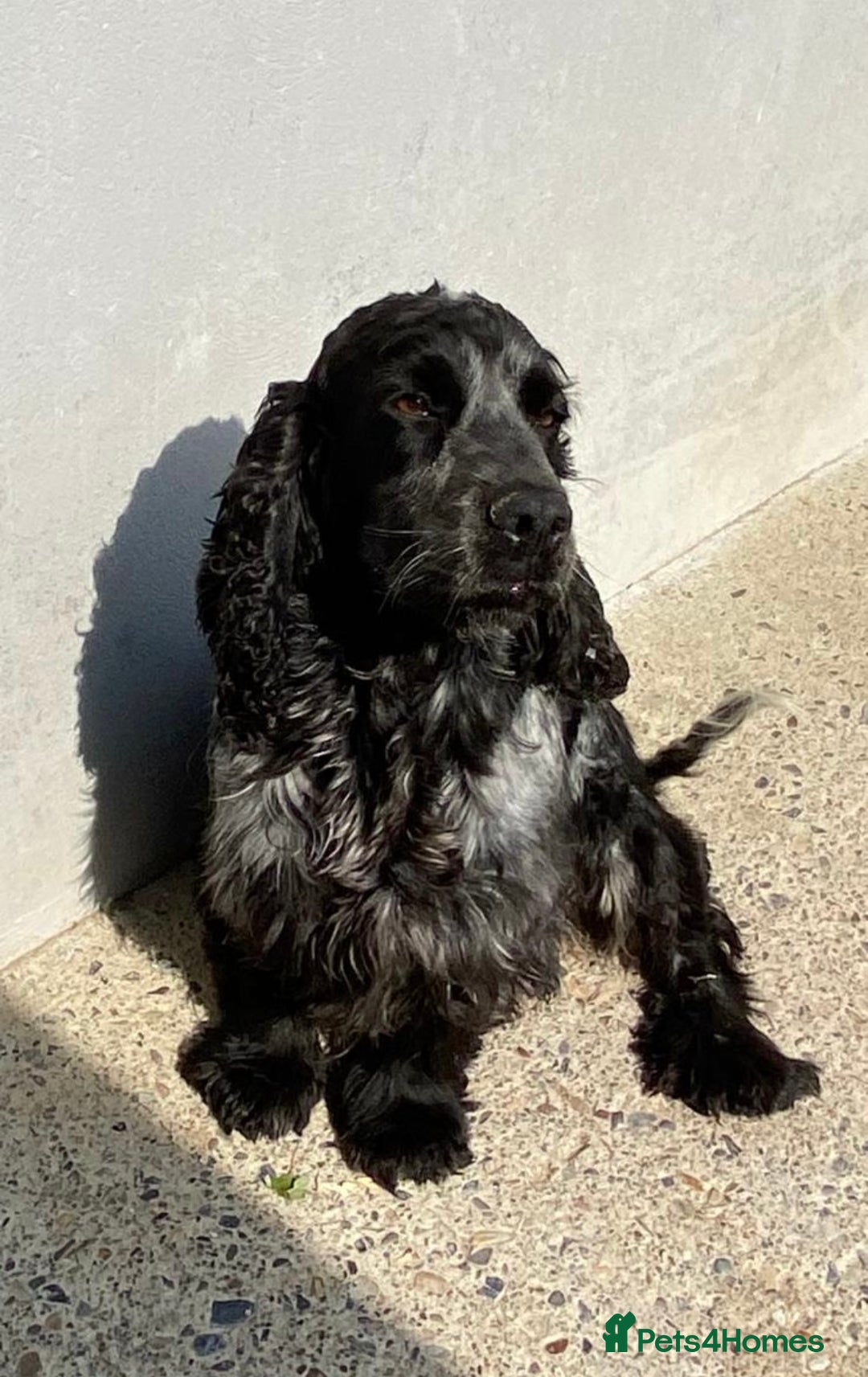 Cocker Spaniel dogs for sale: KC Registered Show Type Cocker Spaniel Pups - Image 5