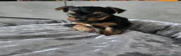 Yorkshire Terrier dogs for sale: 💕Beautiful Yorkshire Terrier Puppies 💕 - Advert 11