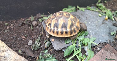 Tortoise reptiles - Advert 4
