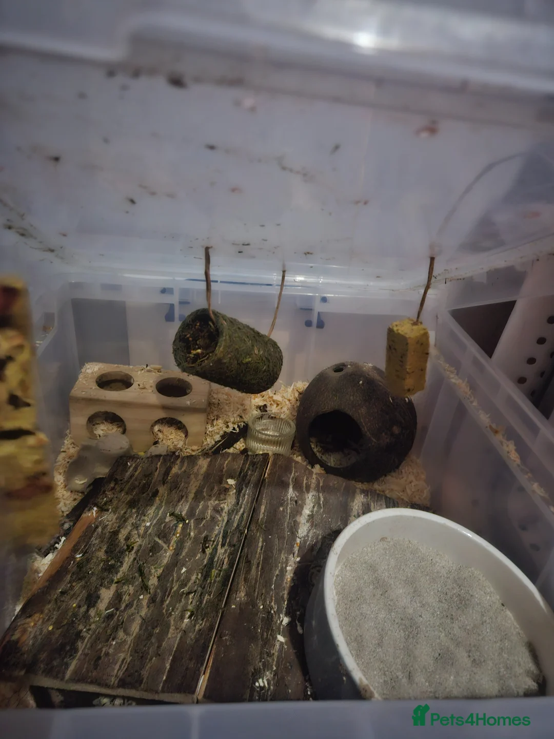 Hamster rodents for sale: Syrian hamster  - Advert 2