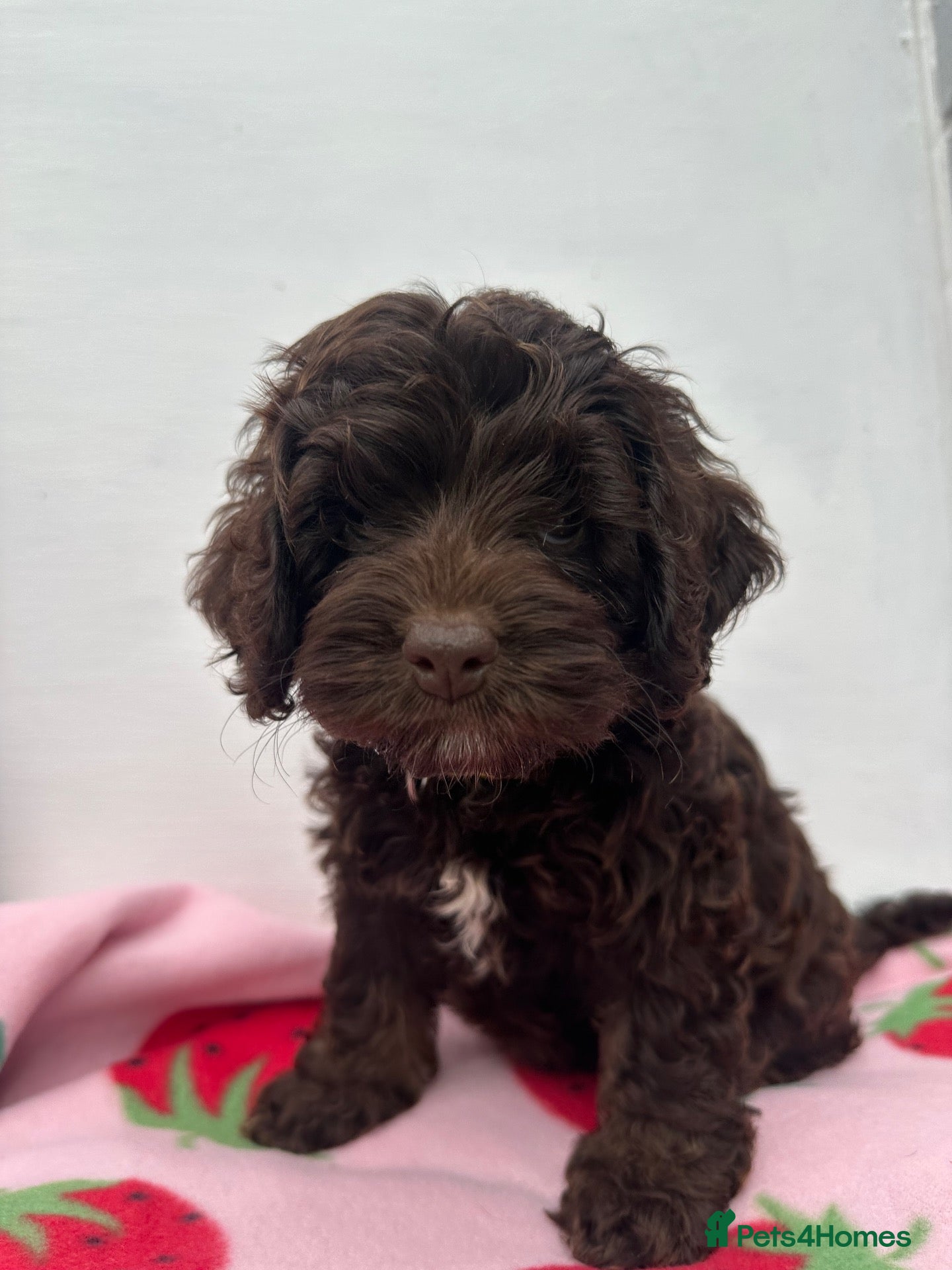 Cockapoo dogs Cockerpoo puppies READY NOW! - Advert 3