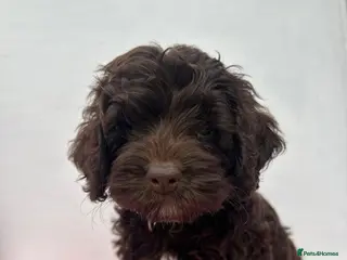 Cockapoo dogs Cockerpoo puppies READY NOW! - Advert 3