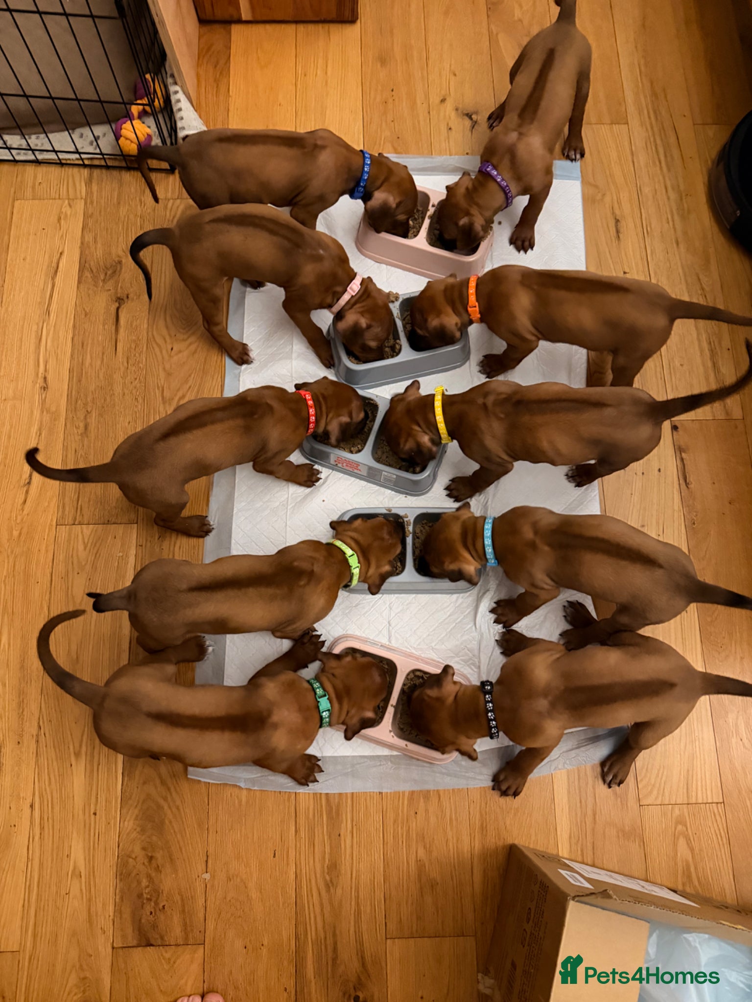 Rhodesian Ridgeback dogs Rhodesian Ridgeback Puppies For Sale - Advert 1