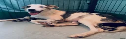 Border Collie dogs for sale: Beautiful Harlequin Merle Tri Border Collie Pups - Advert 3