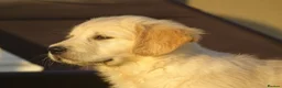 Golden Retriever dogs for sale: Golden Retriever Puppies in Armagh - Advert 20